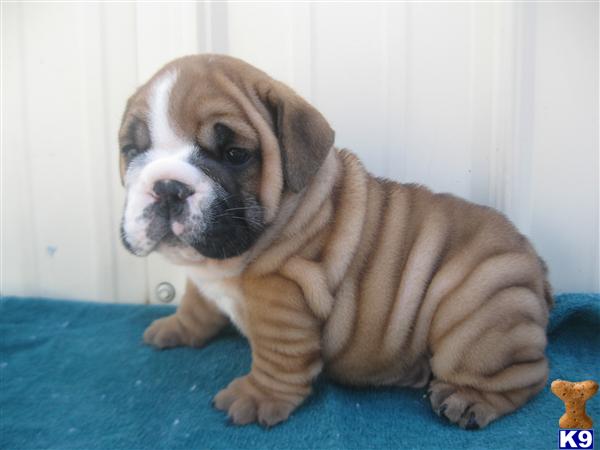 Puppies in Muldrow